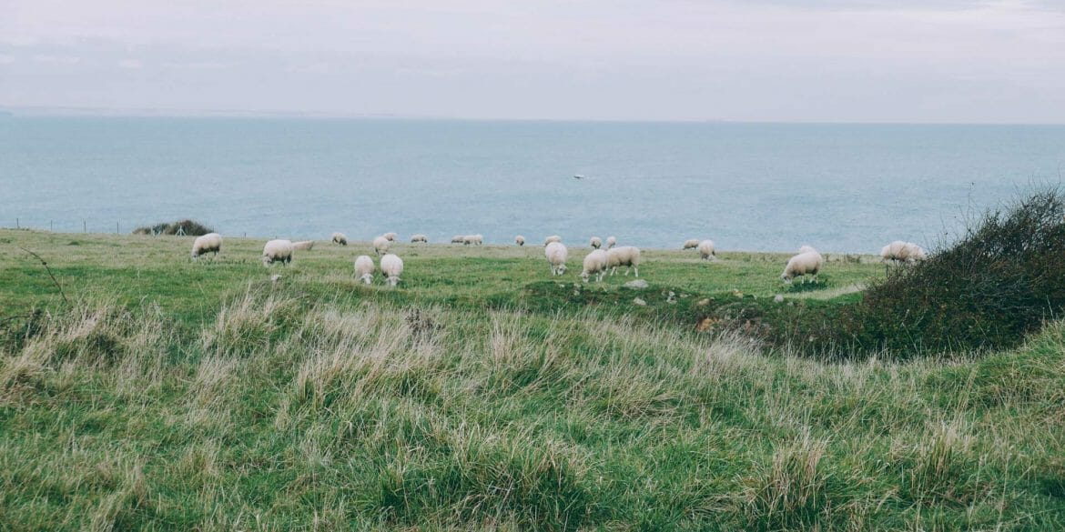 mouton Cap Gris Nez Cap Blanc Nez