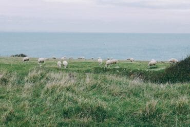 mouton Cap Gris Nez Cap Blanc Nez