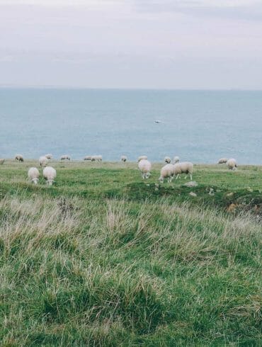 mouton Cap Gris Nez Cap Blanc Nez