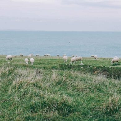 mouton Cap Gris Nez Cap Blanc Nez
