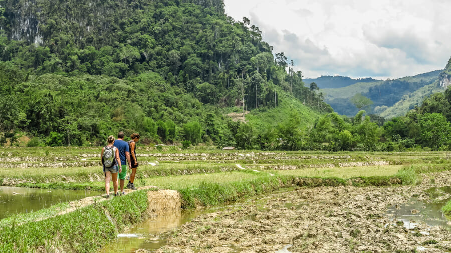 rizière laos