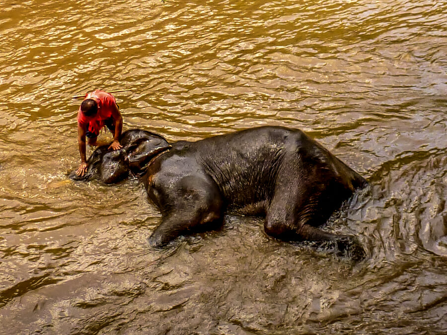 éléphant laos