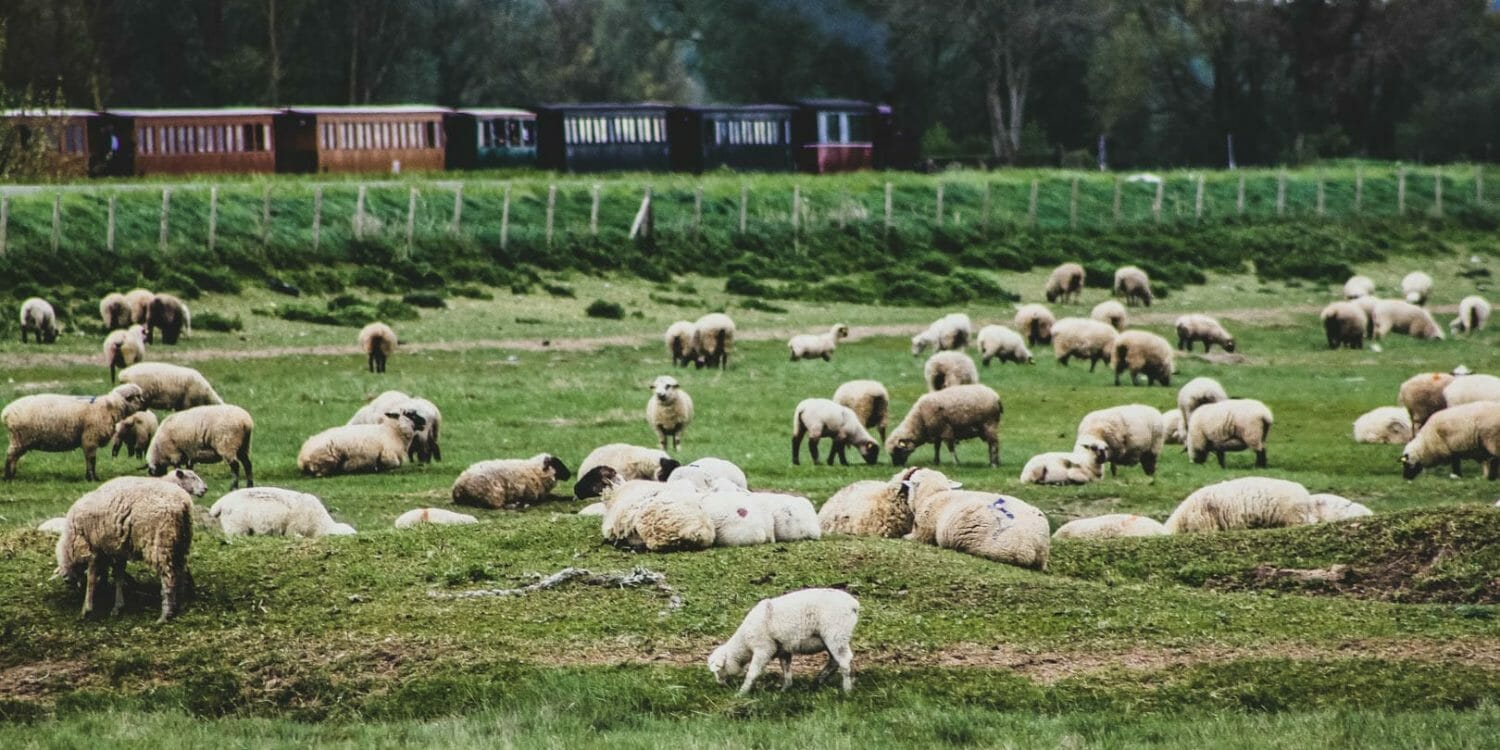 mouton baie de somme