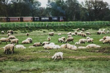 mouton baie de somme
