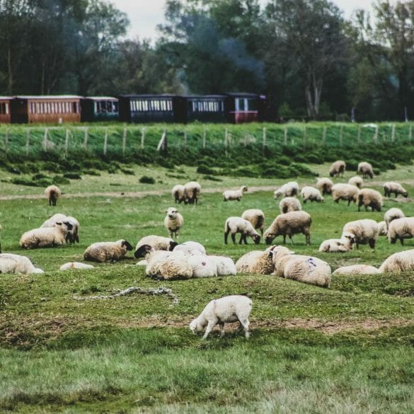 mouton baie de somme