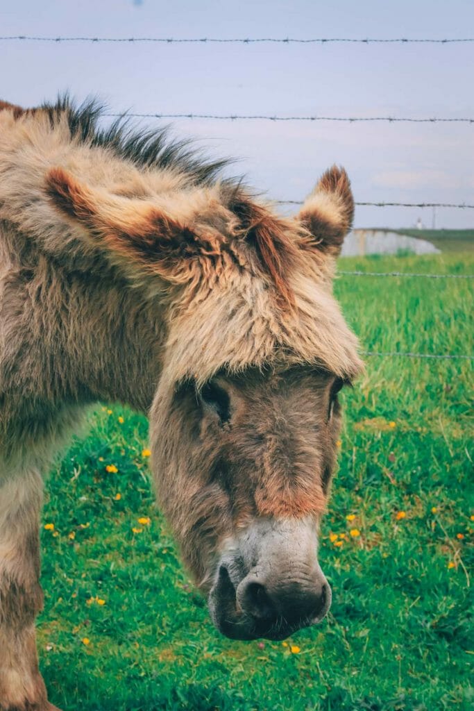 sentier du littoral mers les bains