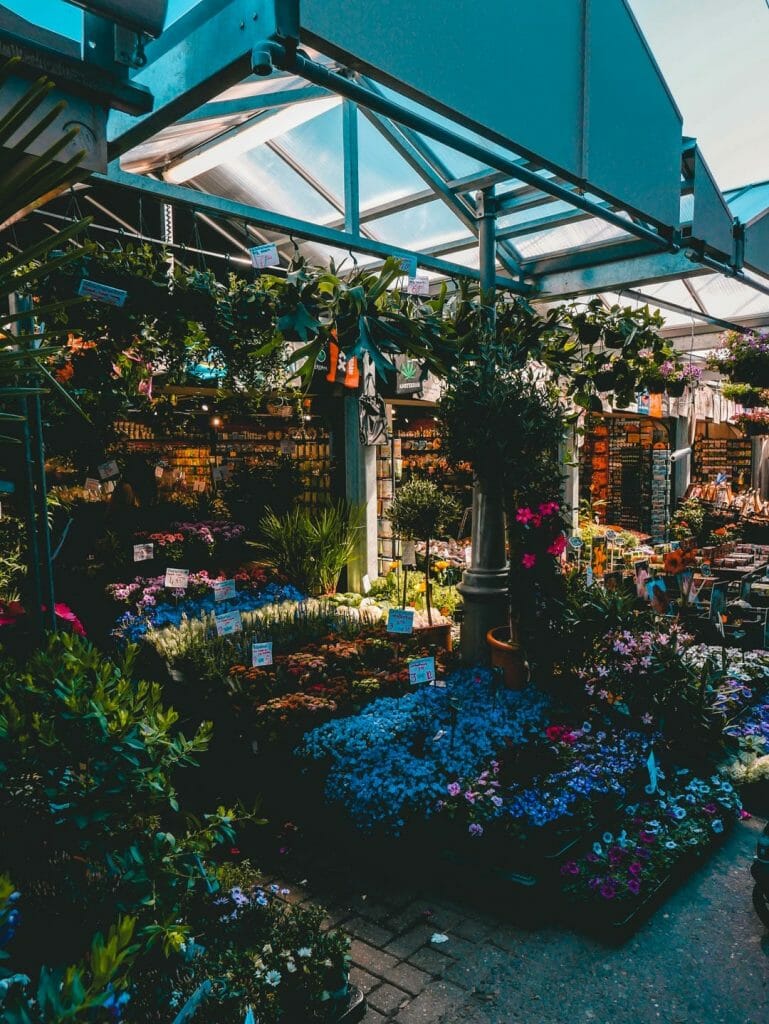 marché aux fleurs asmterdam