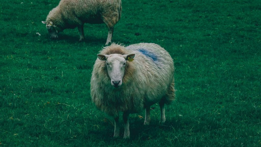 visiter Glendalough Irlande