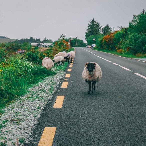 connemara loop