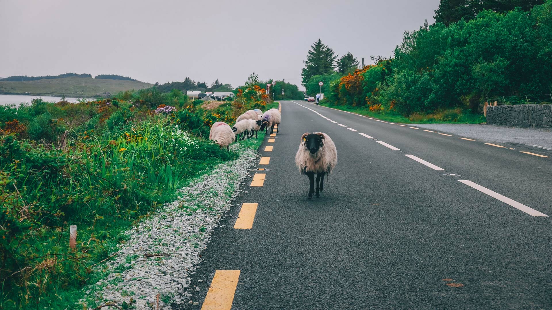 connemara loop