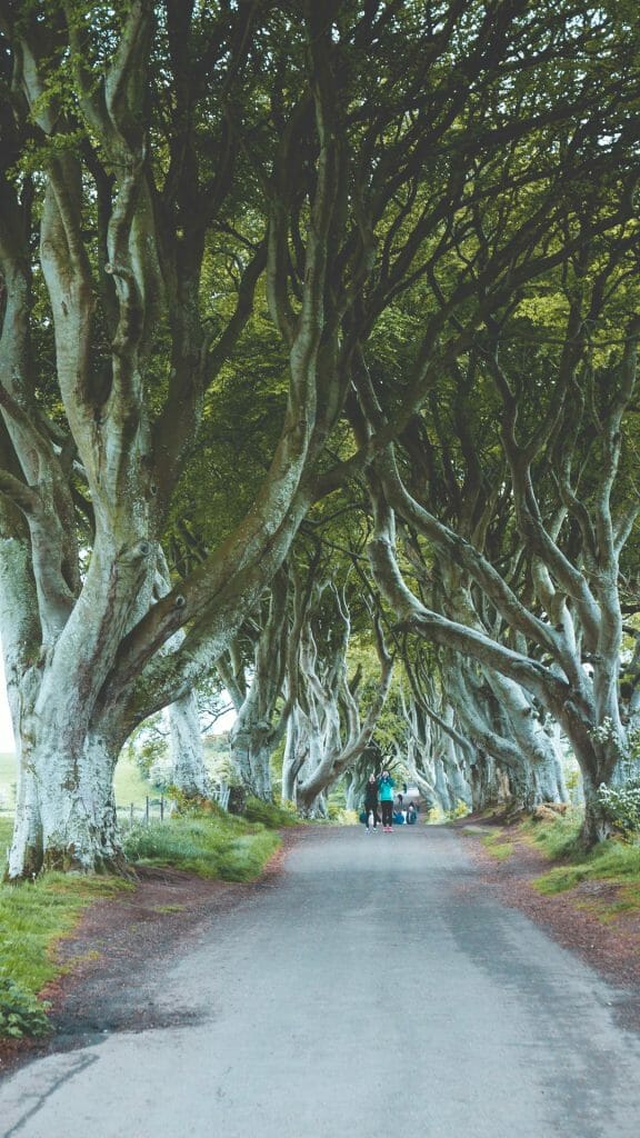 Dark Hedges