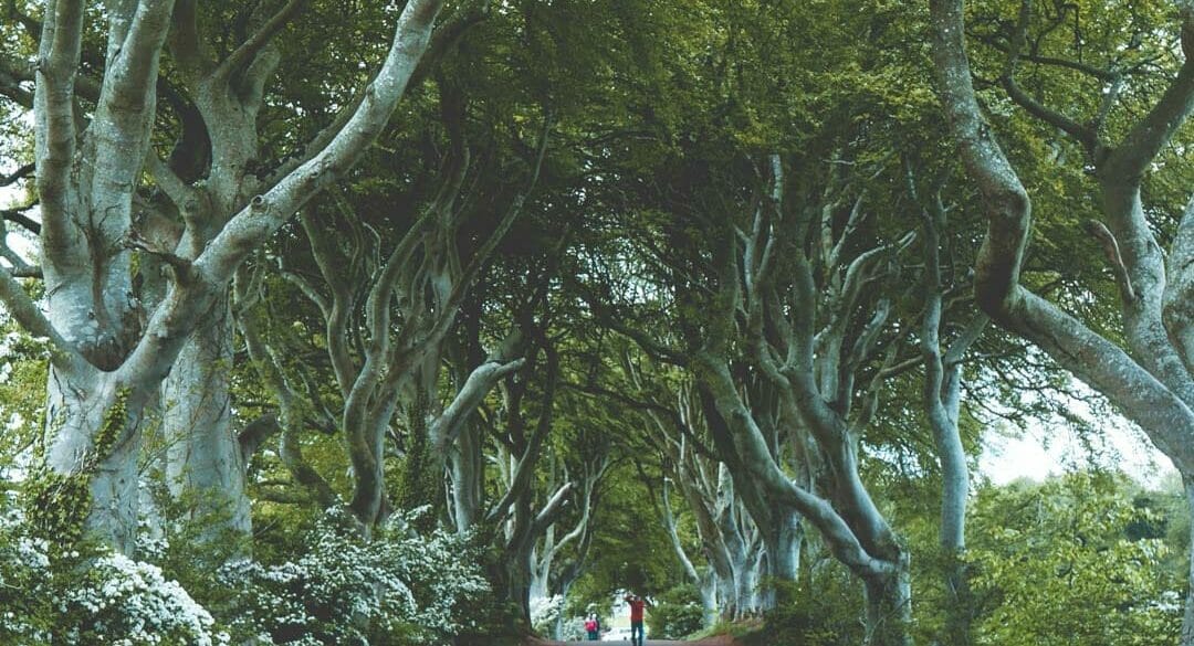 Dark Hedges