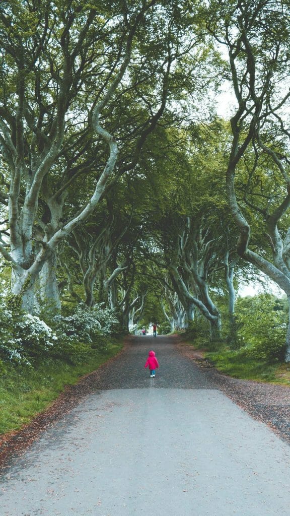 Dark Hedges