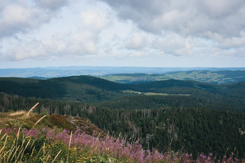 Panorama grandiose sur la Forêt Noire en Allemagne avec vue sur les crêtes de sapins et landes de bruyères au sommet du Feldberg