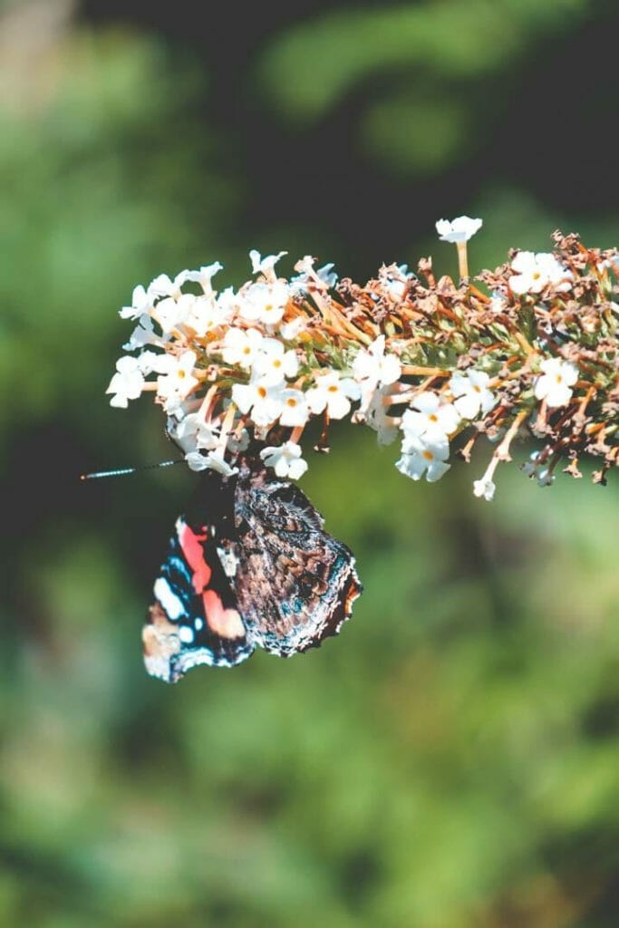 les rives de l’Oise