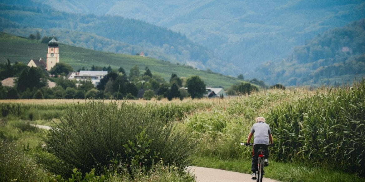 Paysage de vignobles et champs de tournesols dans les environs de Fribourg en Brisgau