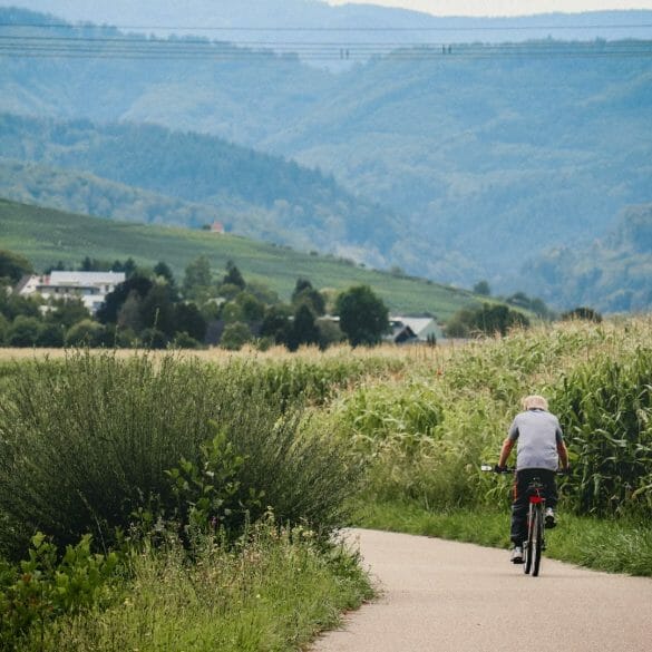 Paysage de vignobles et champs de tournesols dans les environs de Fribourg en Brisgau