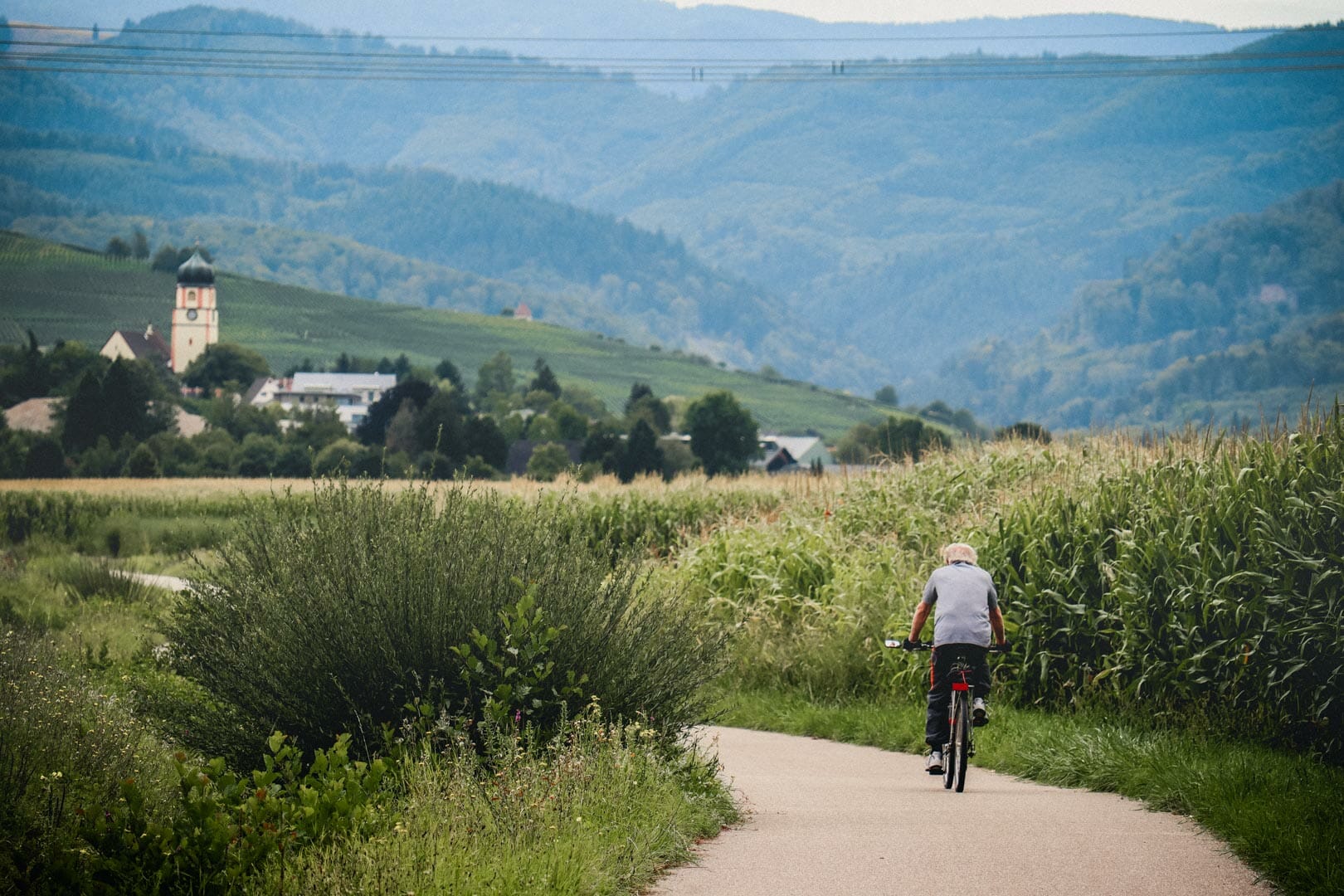 Paysage de vignobles et champs de tournesols dans les environs de Fribourg en Brisgau