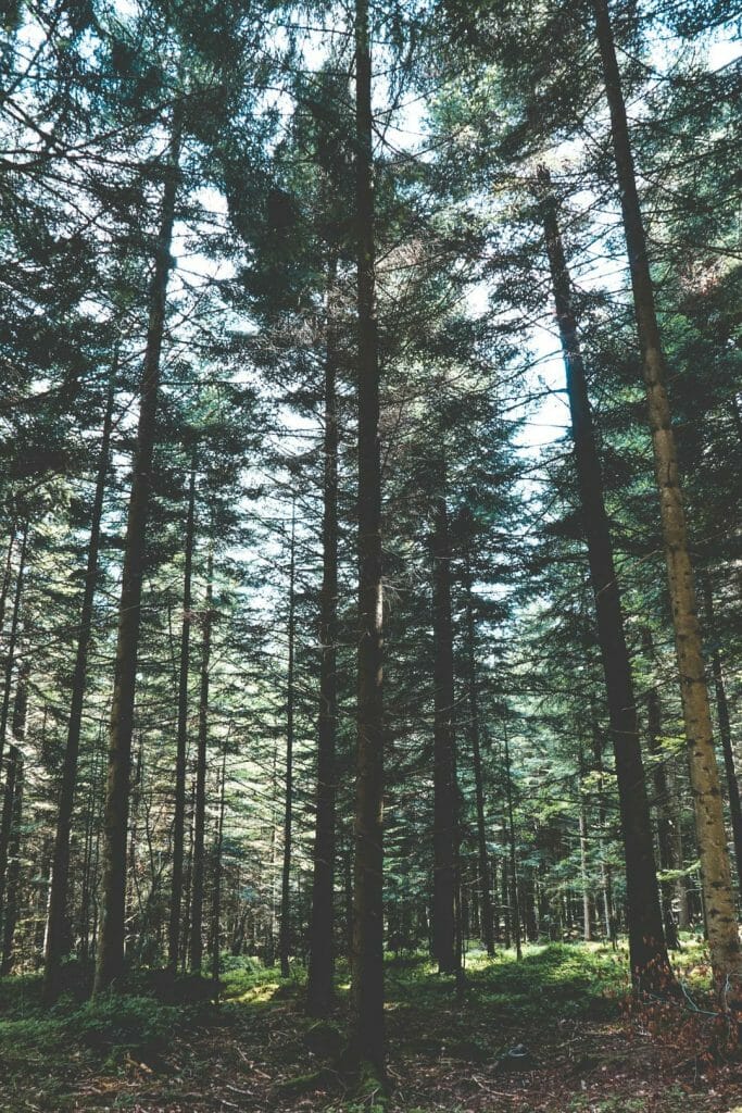 Sentier des cimes en bois avec vue panoramique sur la Forêt Noire en Allemagne