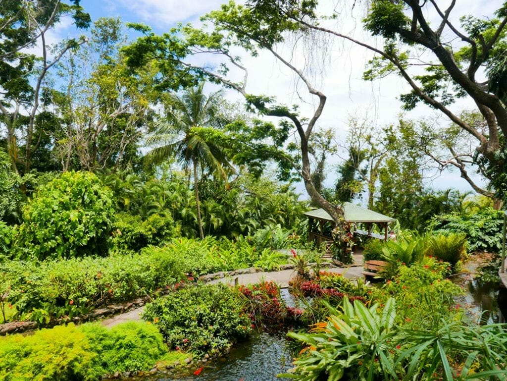 jardin deshaies guadeloupe