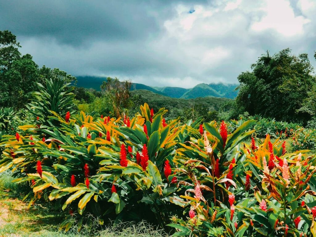 vue montagne guadeloupe
