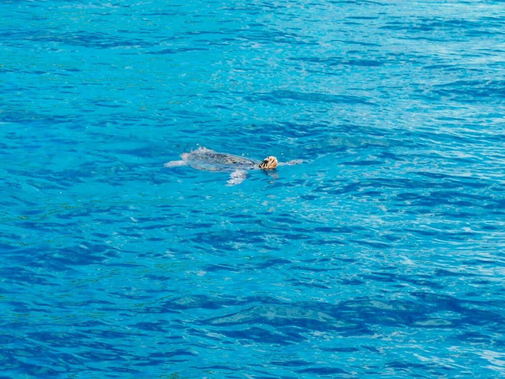 tortue guadeloupe