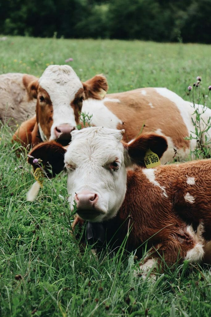 vaches en bavière