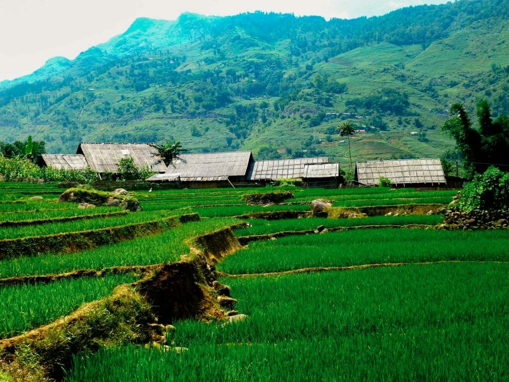 rizière sapa vietnam