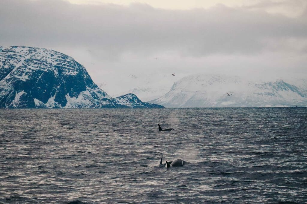 orques norvège tromso