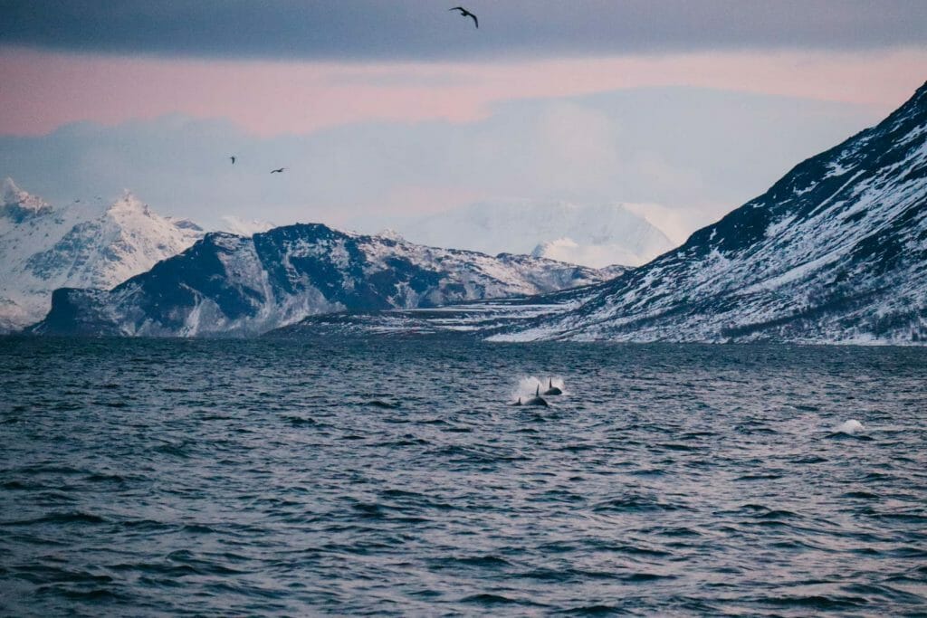 orques norvège tromso
