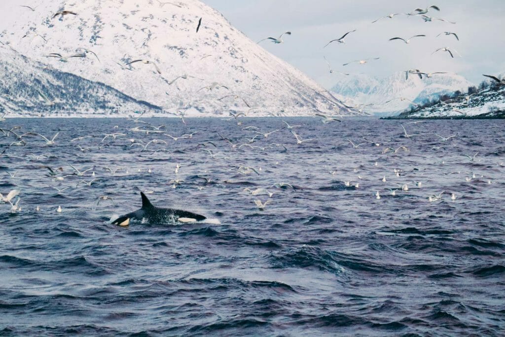orques norvège tromso