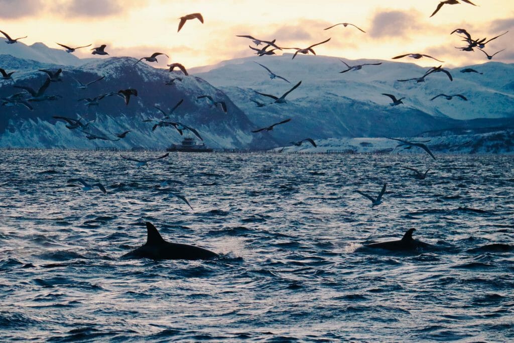 orques norvège tromso