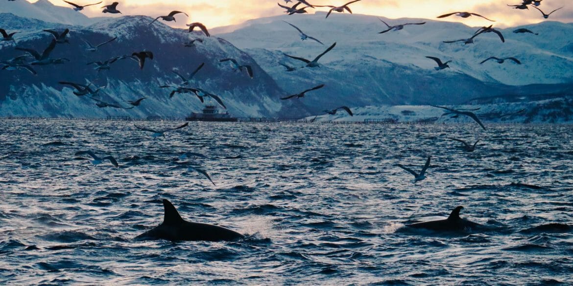 orques norvège tromso