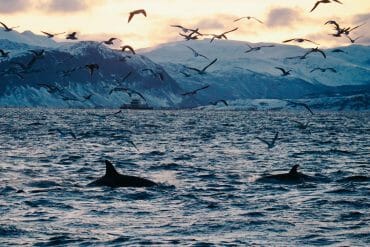 orques norvège tromso