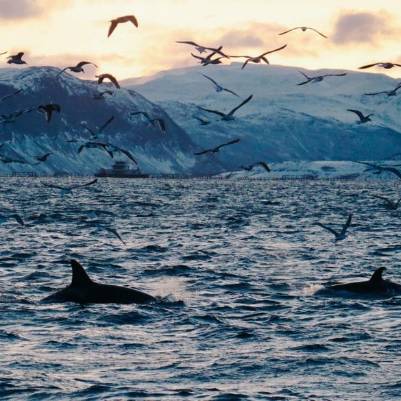 orques norvège tromso