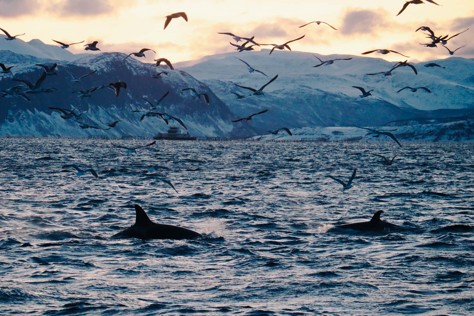orques norvège tromso