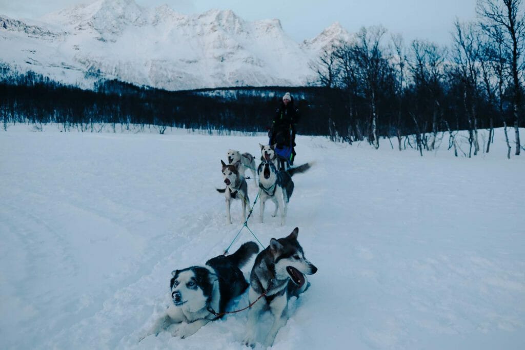 chien de traineau norvège