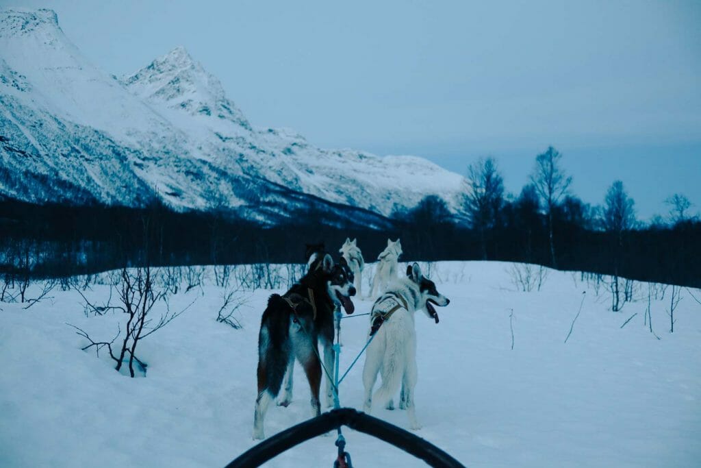 tromso chien de traineau norvège