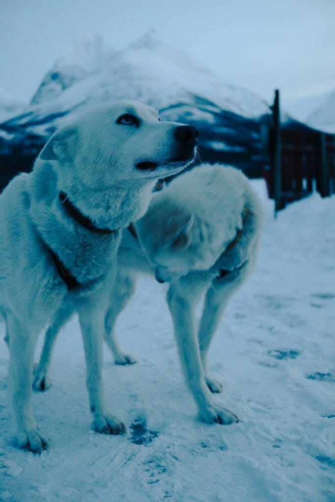 tromso chien de traineau norvège