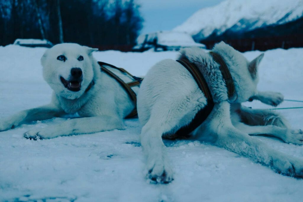 chien de traineau norvège