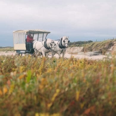 calèche parc du marquenterre