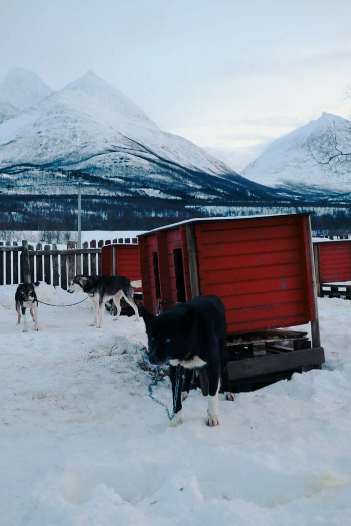 chien de traineau norvège