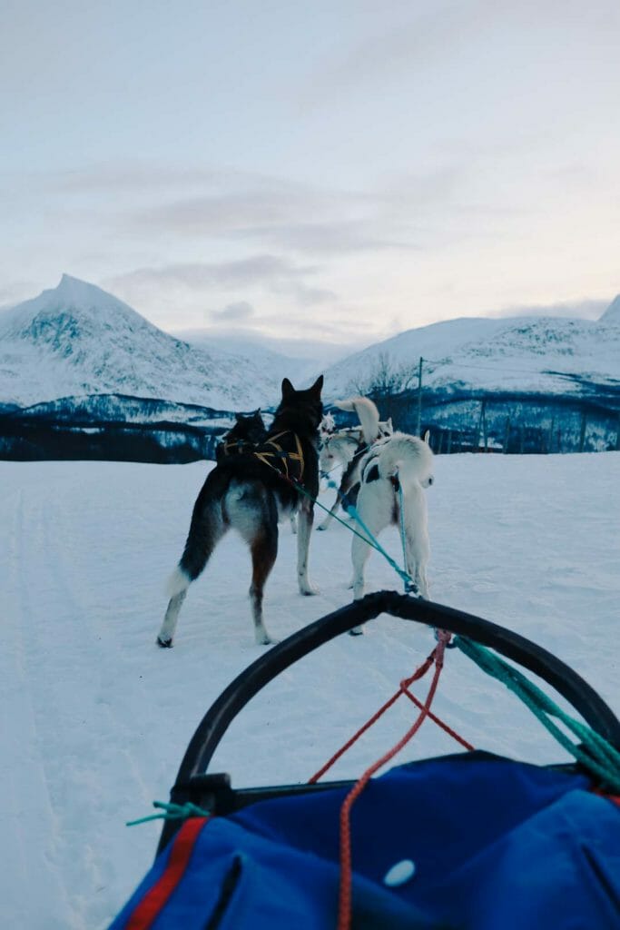 chien de traineau norvège