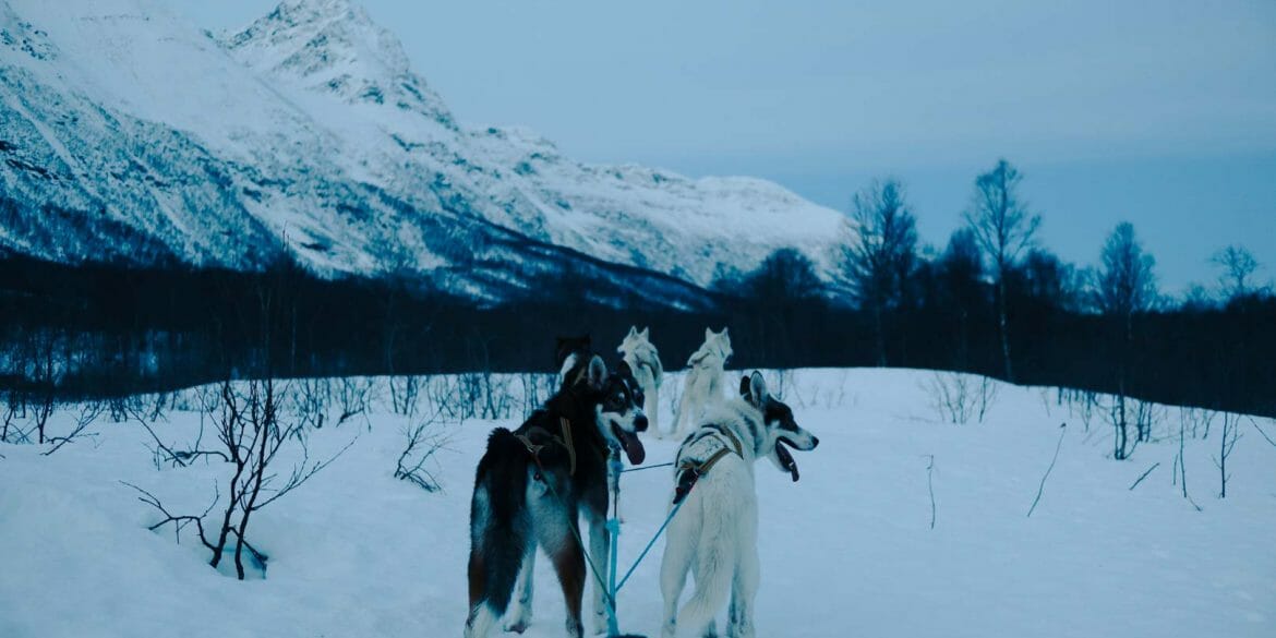 chien de traineau norvège