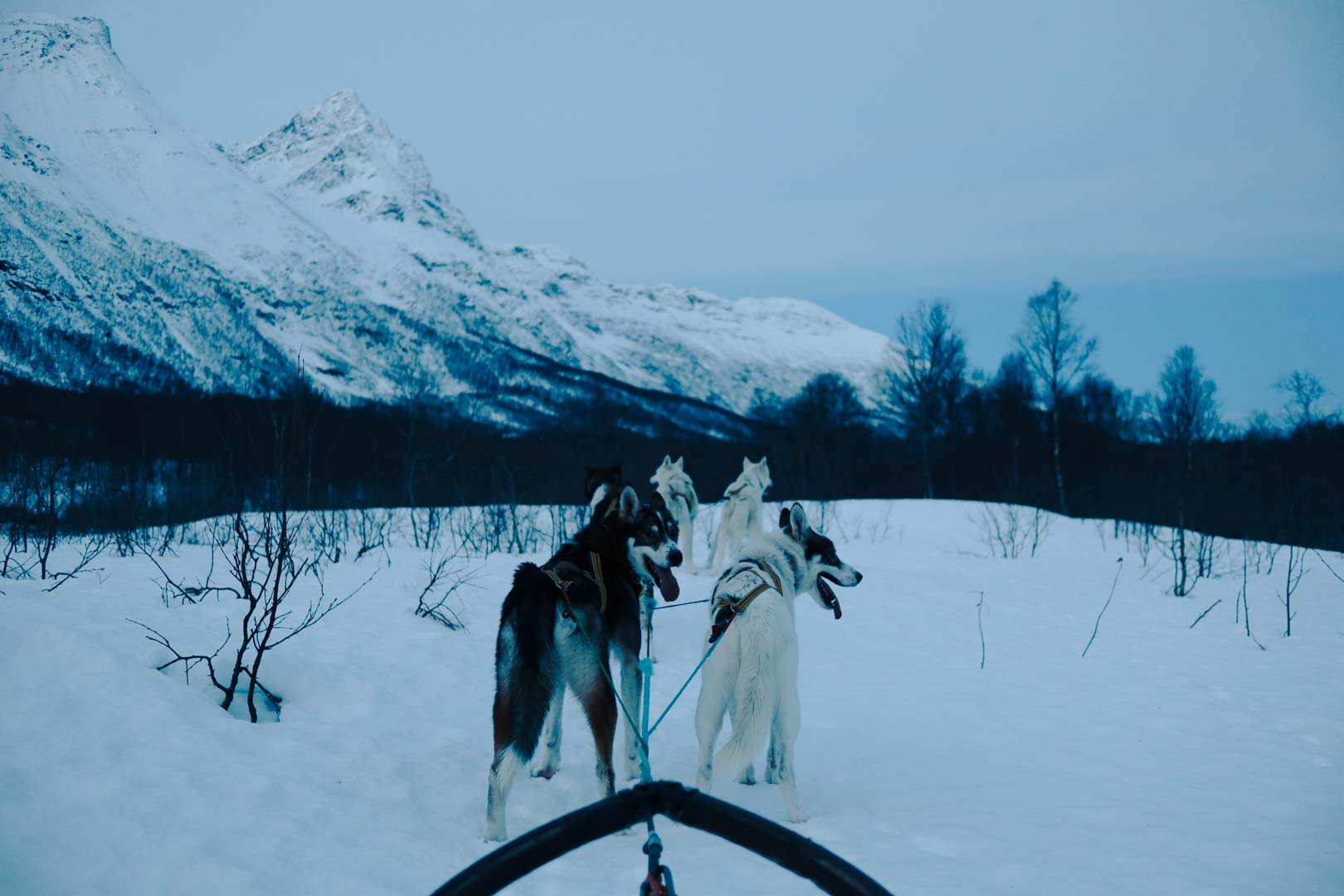 chien de traineau norvège