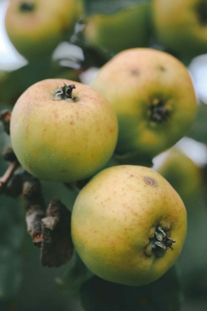 pomme macro