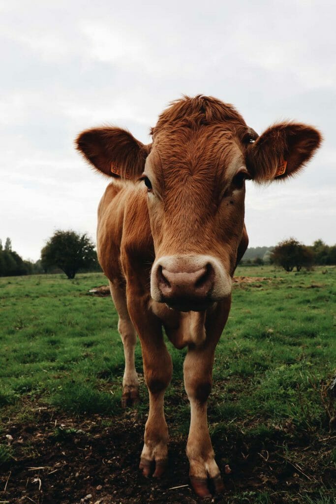 vache baie de somme