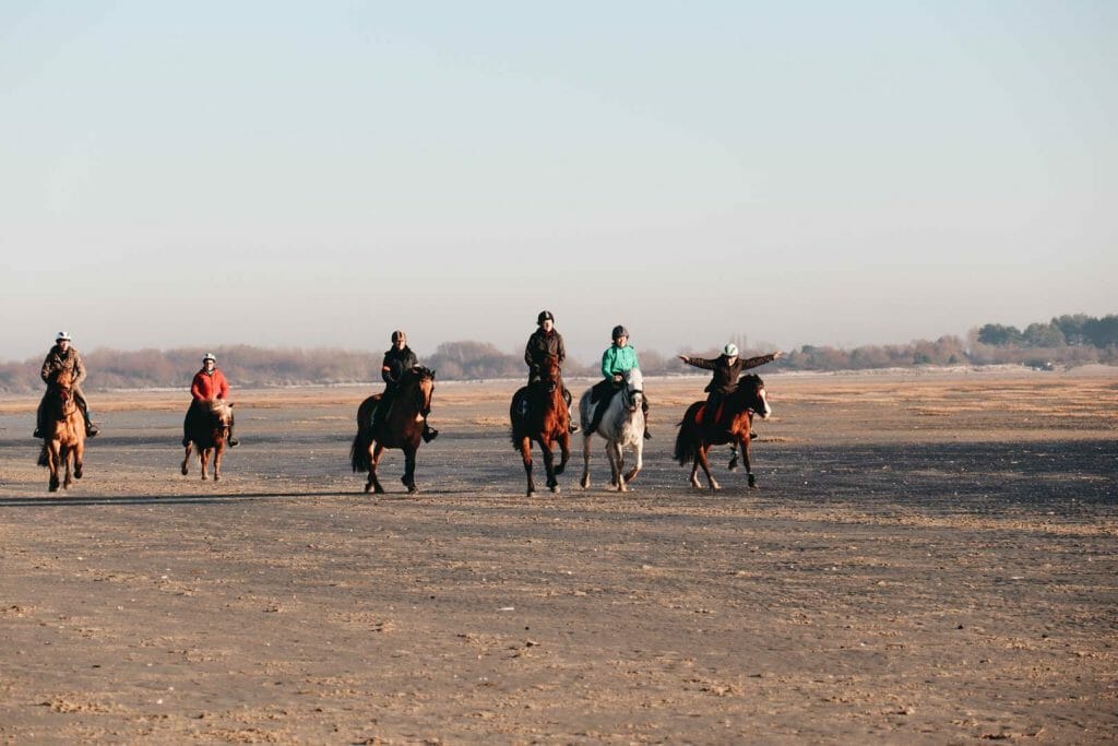 chevaux baie de somme
