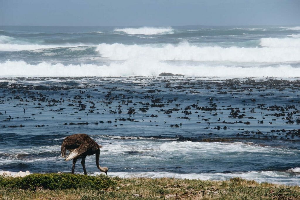 Cap de Bonne Espérance