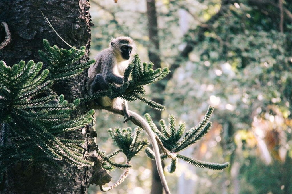 jardin botanique le cap